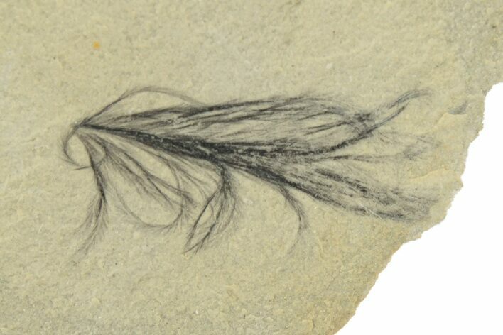 Detailed Fossil Feather - Green River Formation, Colorado #250727